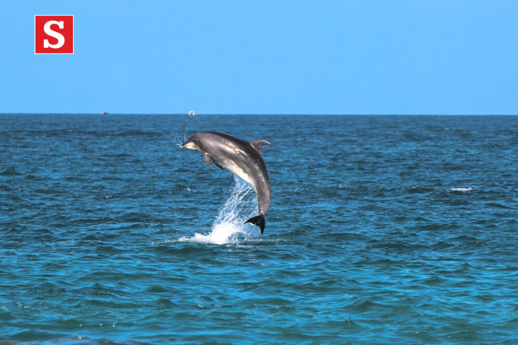 North Carolina Pink Dolphins: The Mystery and Fascination